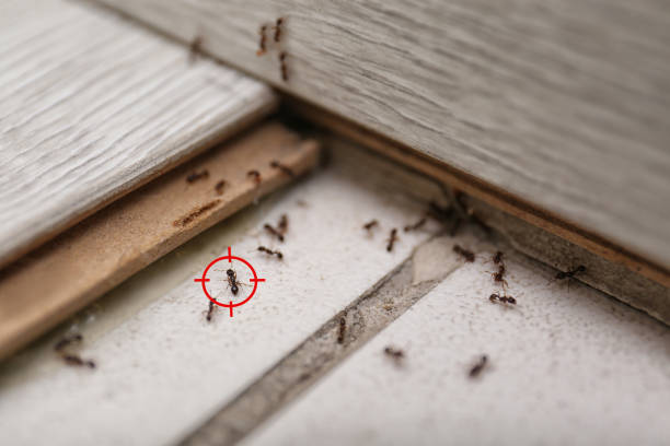 Best Rodent Control Near Me  in Vincent, CA