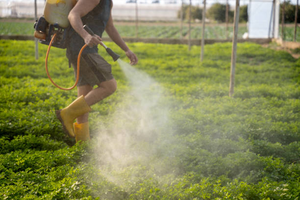 Best Mosquito Control Services  in Vincent, CA