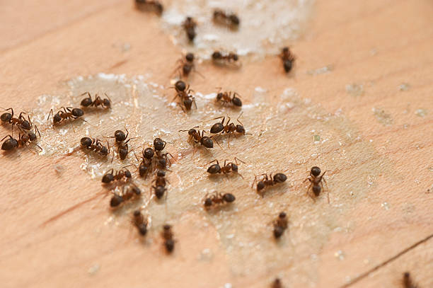 Best Cockroach Control Services  in Vincent, CA