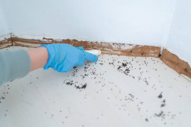 Best Wasp Removal Services  in Vincent, CA